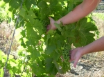 juillet 2008 grappe grenache davejan.JPG