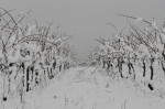 vigne villerouge neige2.JPG