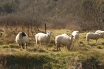 Copie de _DSC7276.JPG